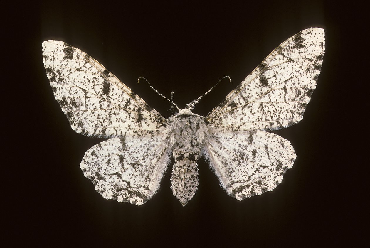 Betularia biston/Bjørk Phalene av Augustus Kollner