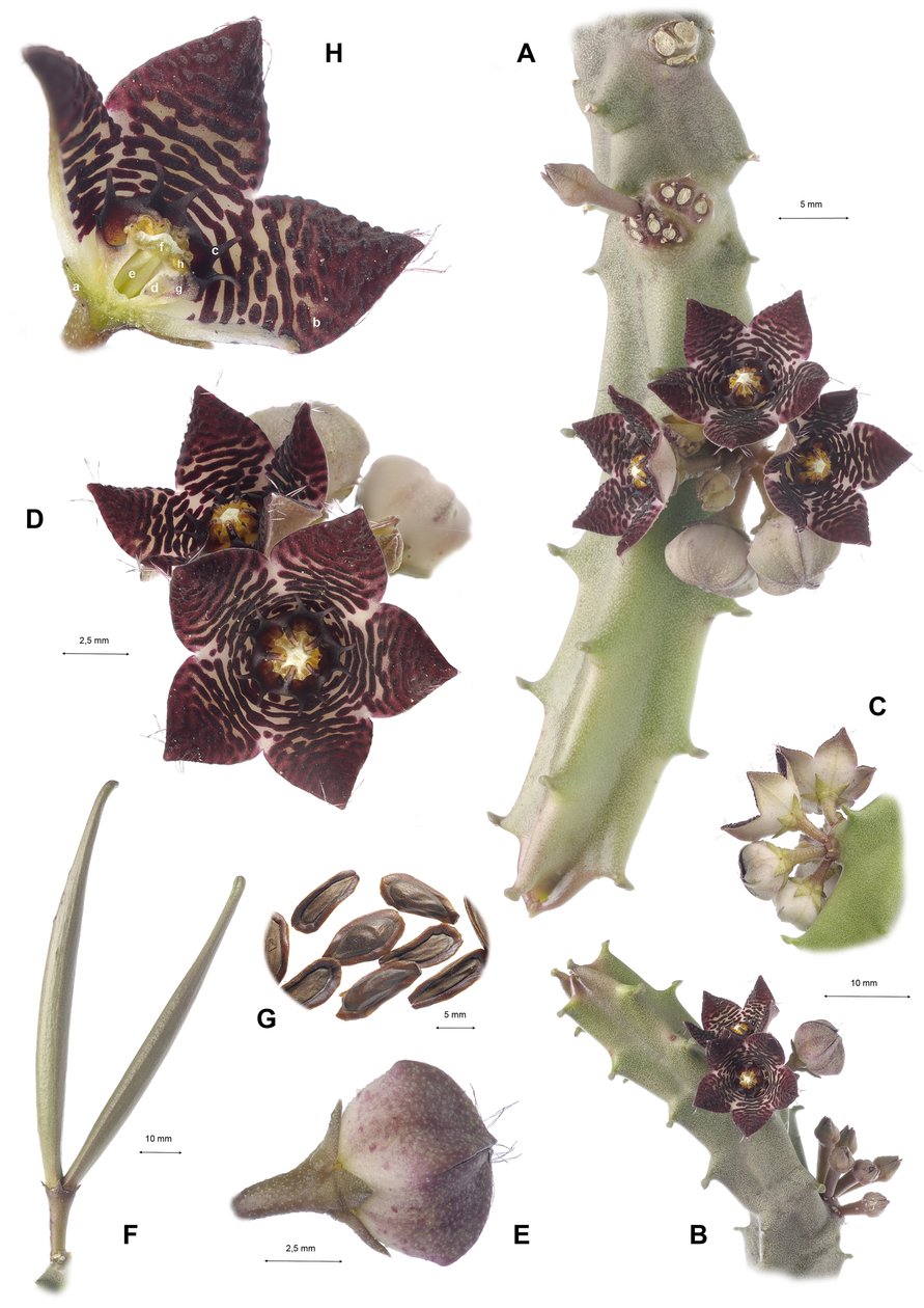 Botanisk styre/Apteranthes joannis av Augustus Kollner