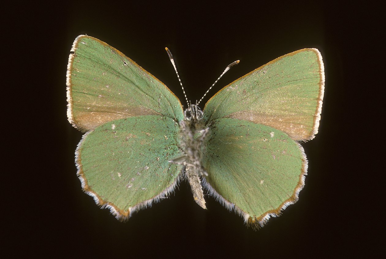 Callophrys rubi/Argus grønn av Augustus Kollner