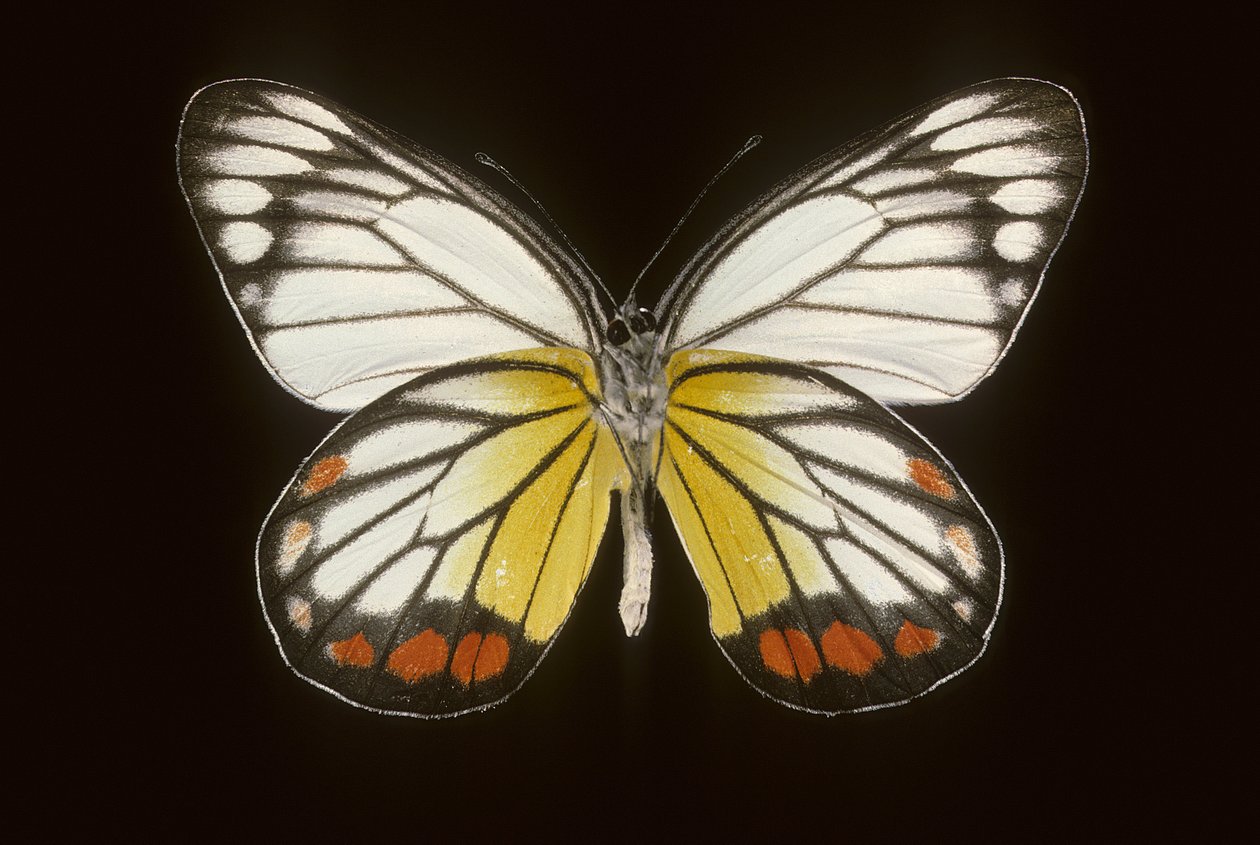 Delias hyparete/mann av Augustus Kollner