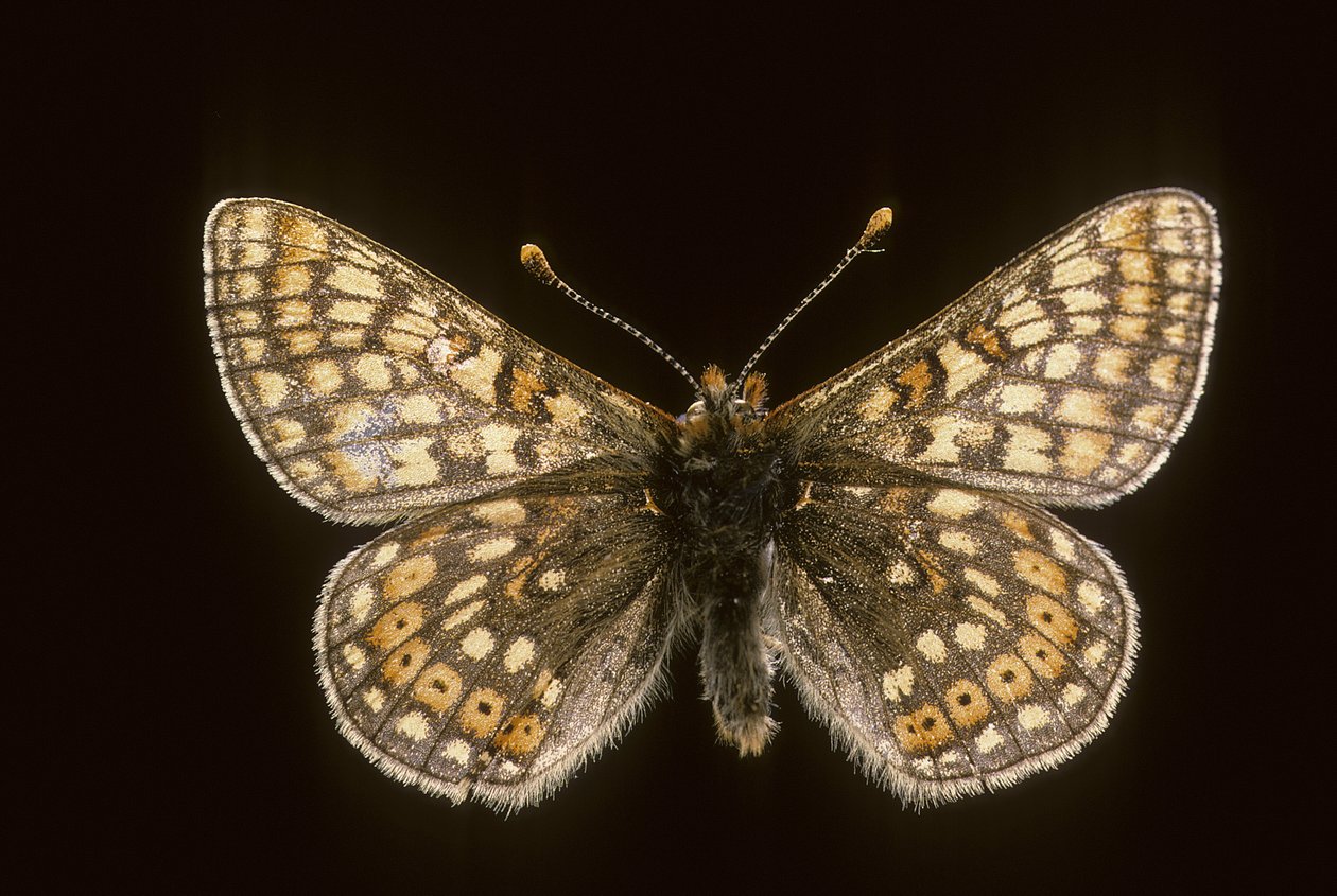 Euradryas aurinia av Augustus Kollner
