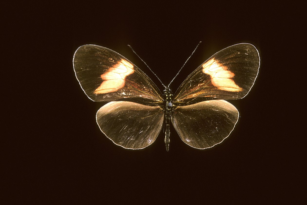 Heliconius melpomene/Heliconie melpomene av Augustus Kollner