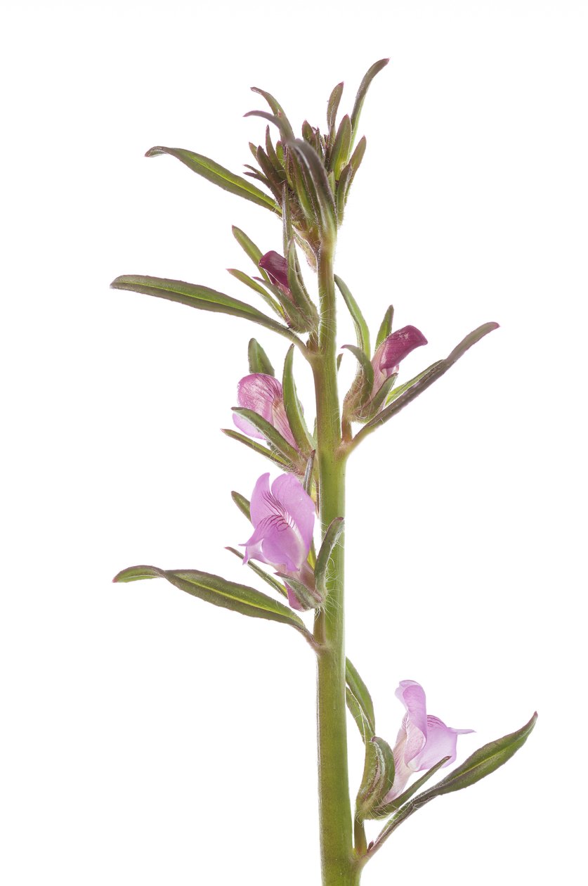 Misopates orontium/Skull/Rubicond Snapdragon/Field Snapdragon av Augustus Kollner