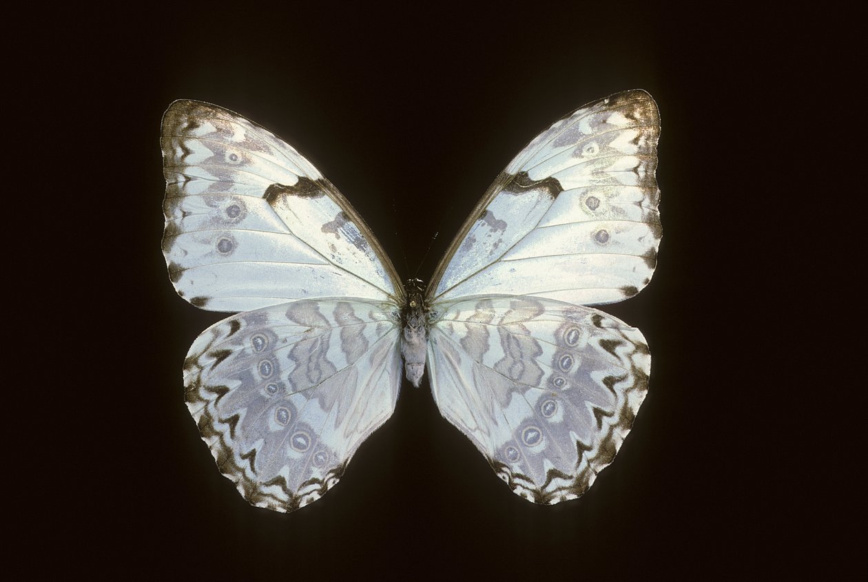 Morpho catenarius av Augustus Kollner