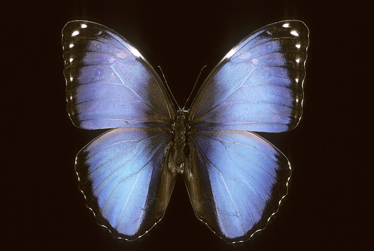 Morpho vitrea av Augustus Kollner