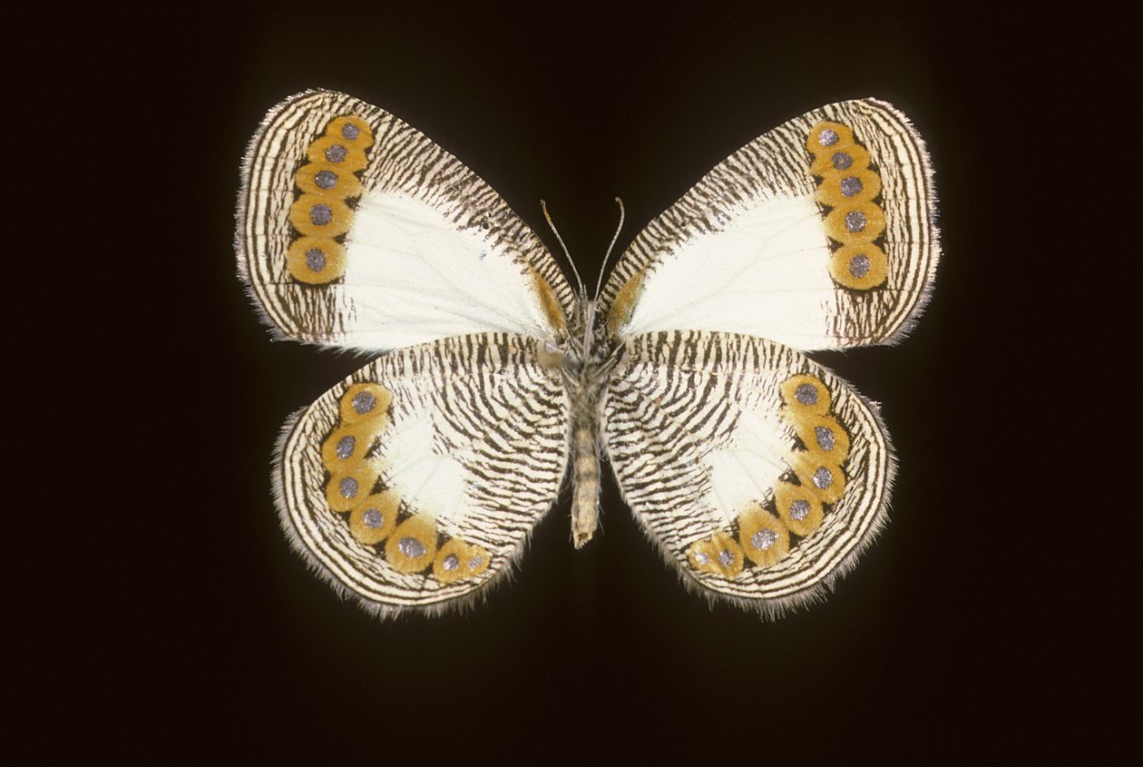 Physcaeneura leda av Augustus Kollner