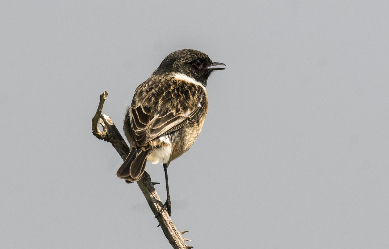 Saxicola torquata/Dawler/Common Stonechat av Augustus Kollner