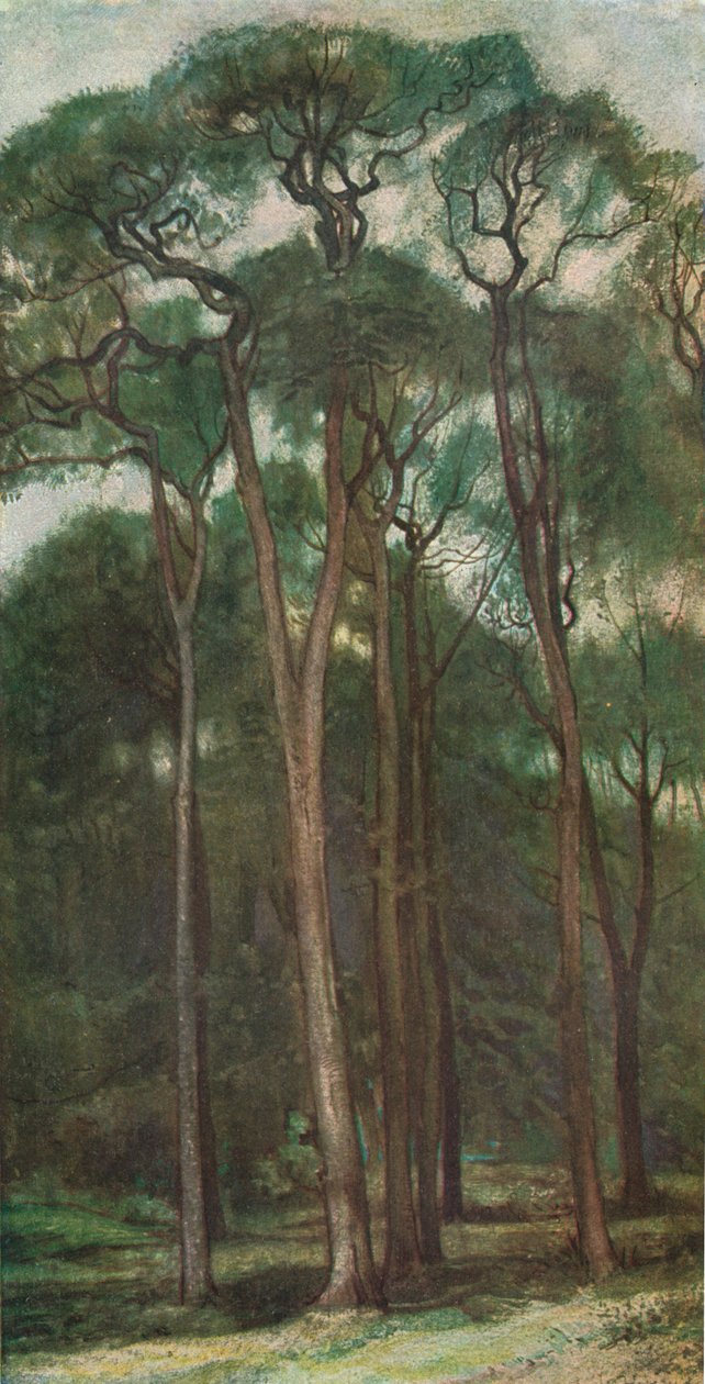 Study of Trees, c1900 1903-1904 av Charles Holroyd