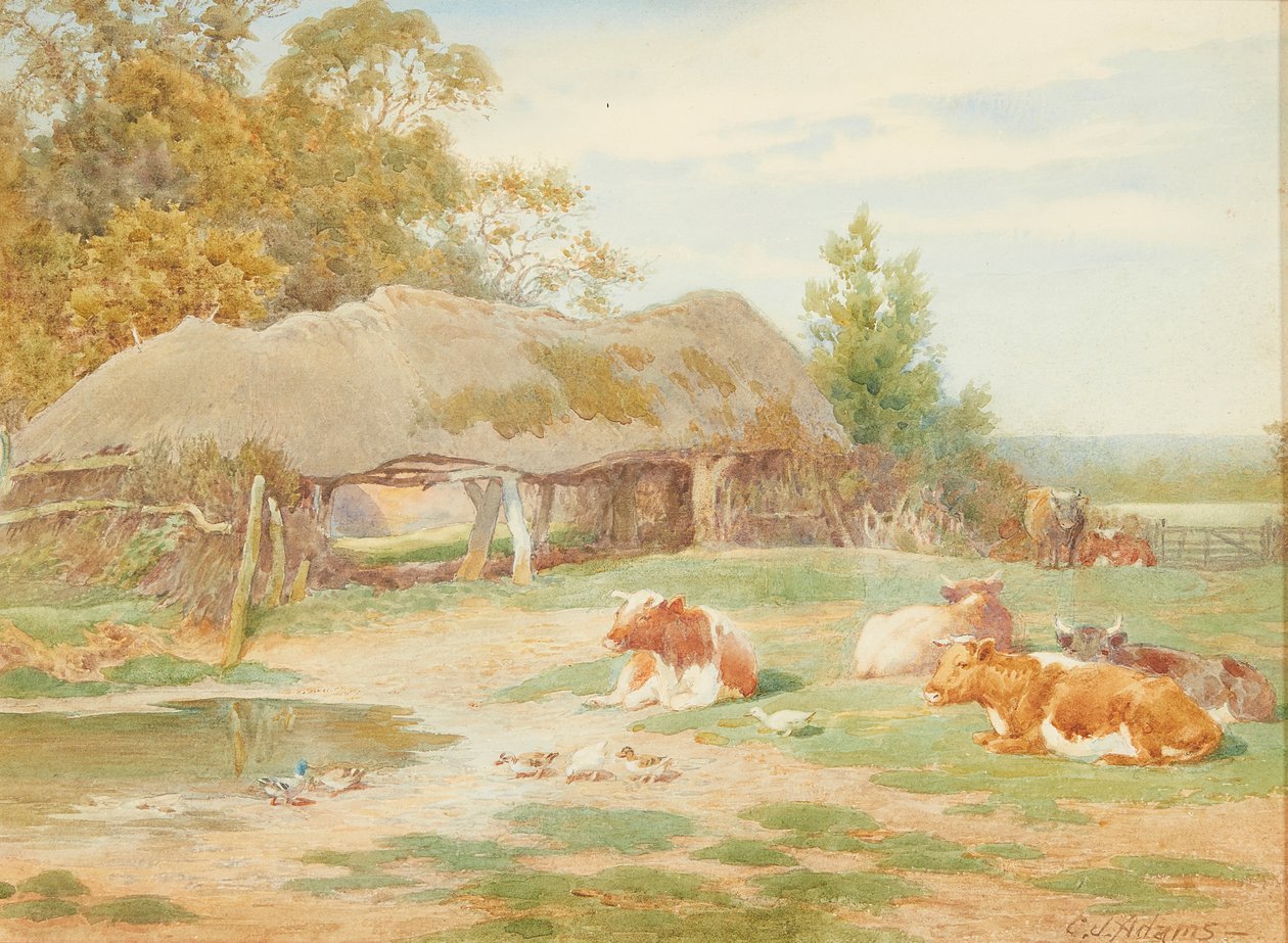 Storfe hviler (akvarell) av Charles James Adams
