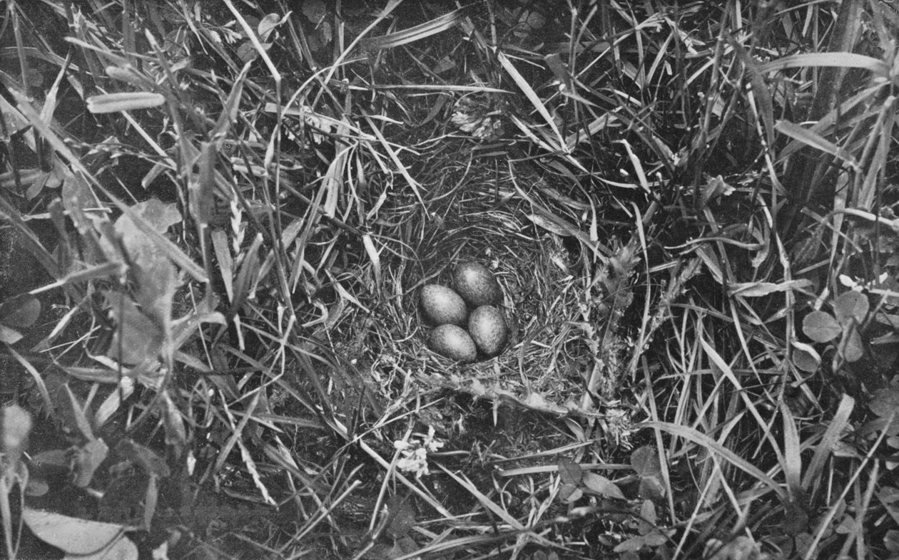 Nest of Skylark, c1882, 1912 av Charles Reid