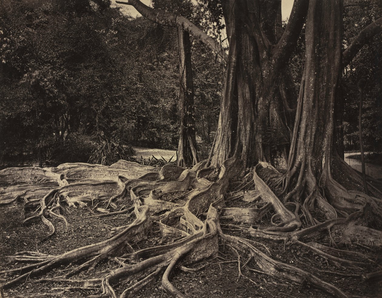 Rubber Tree, Assam, India (Ficus Elastica) av Charles T. Scowen