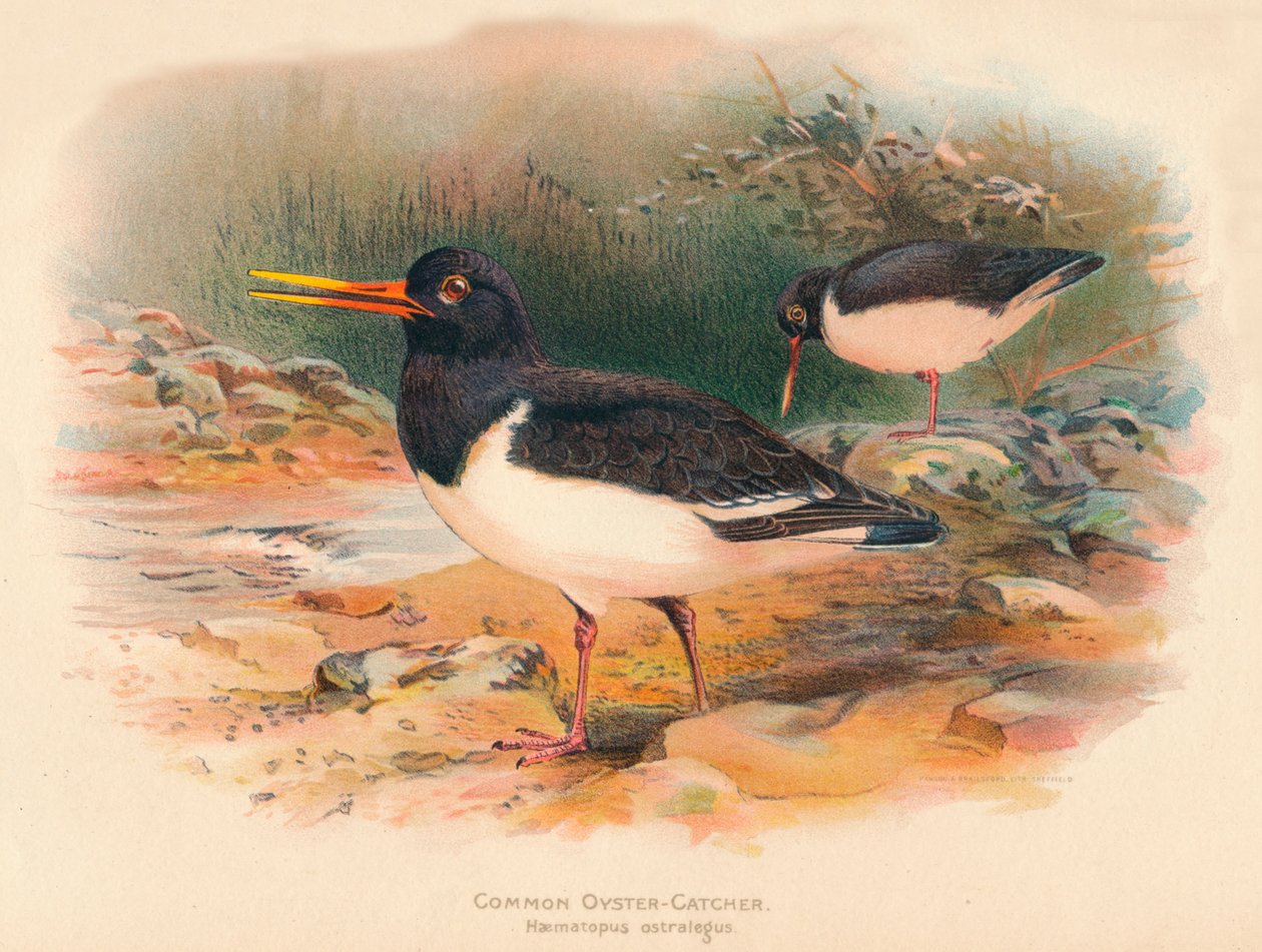 Vanlig østersfanger Haematopus ostralegus, 1900, 1900 av Charles Whymper