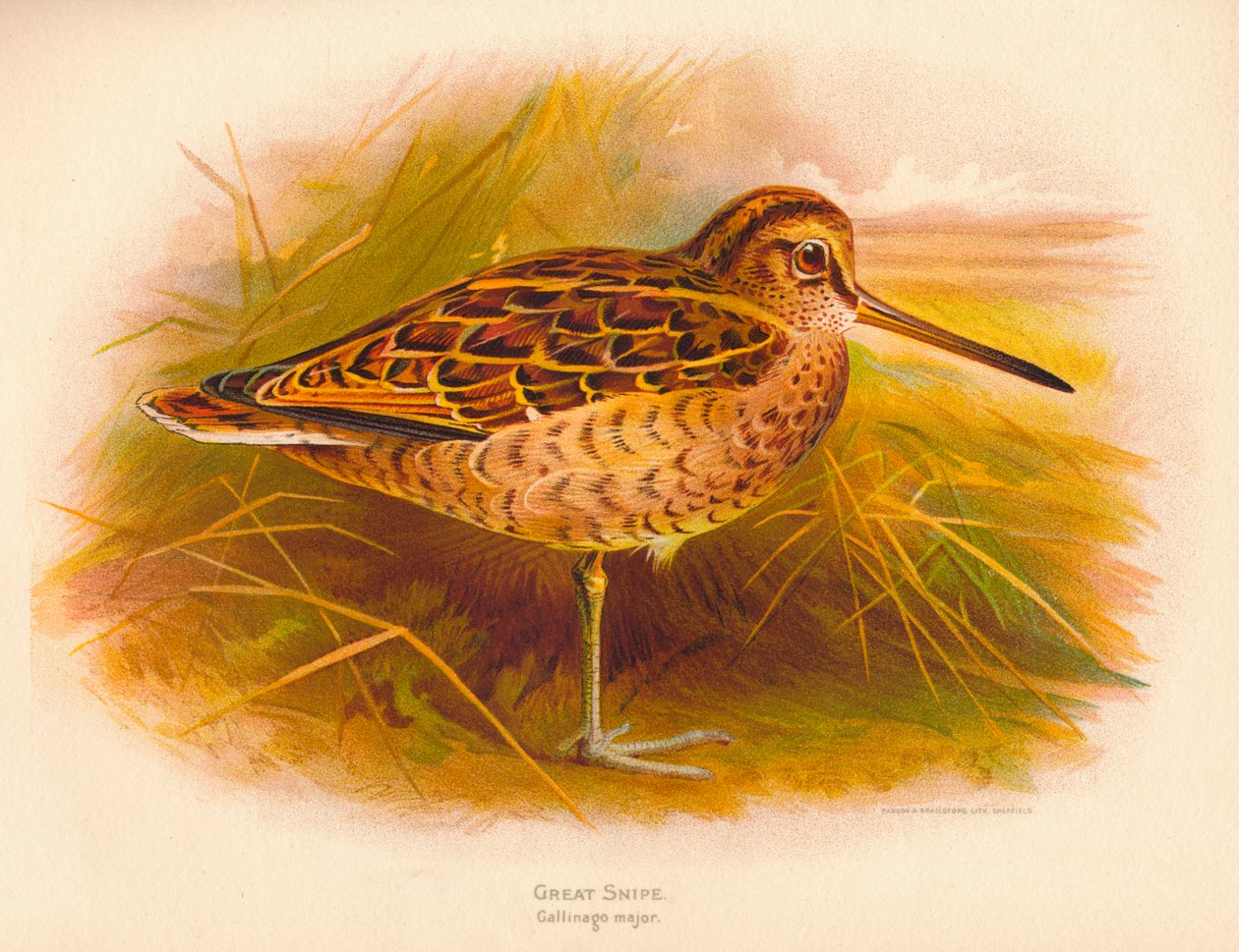 Storsnipe Gallinago major, 1900, 1900 av Charles Whymper