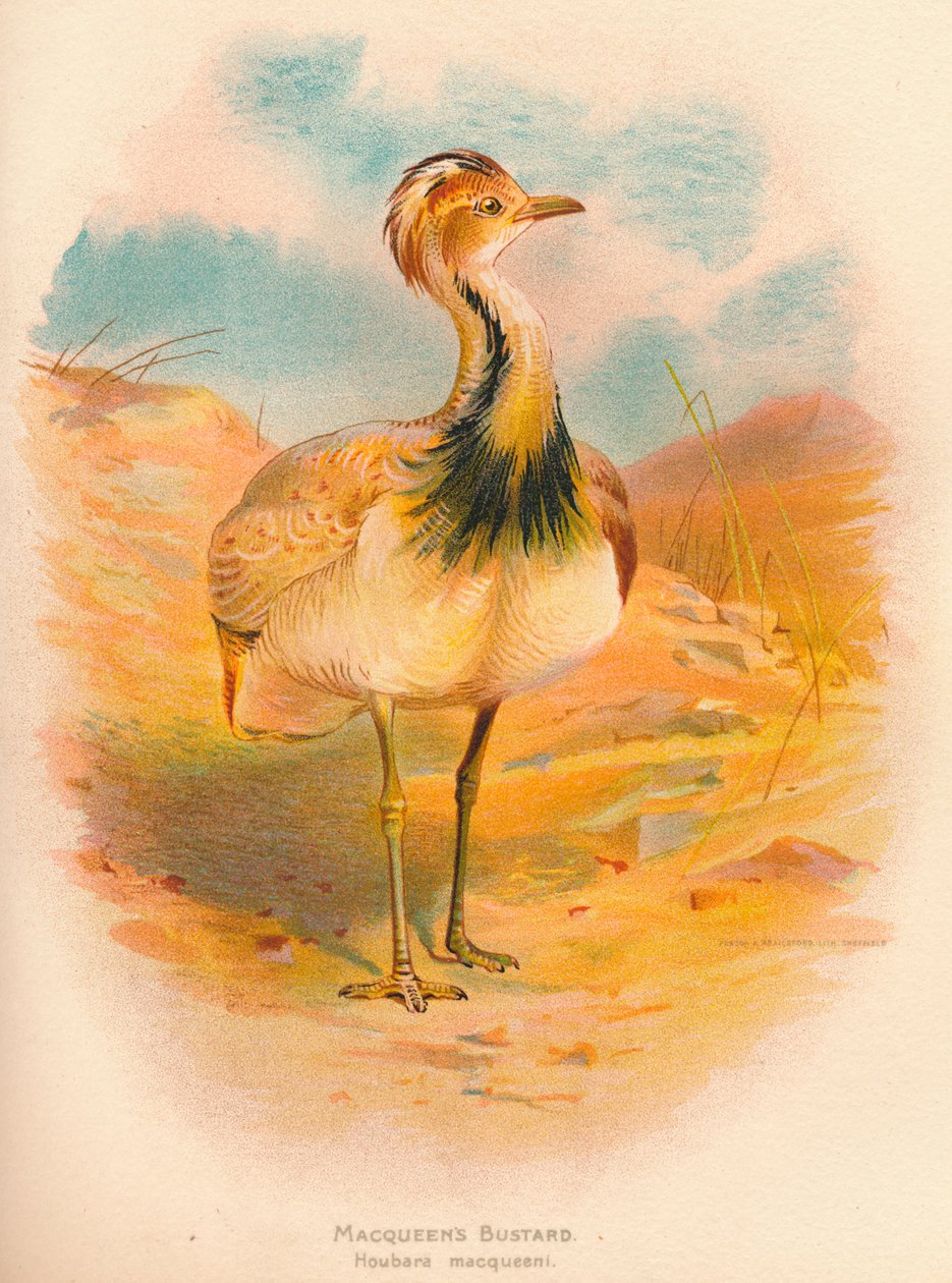 Macqueens Bustard Houbara macqueeni, 1900, 1900 av Charles Whymper