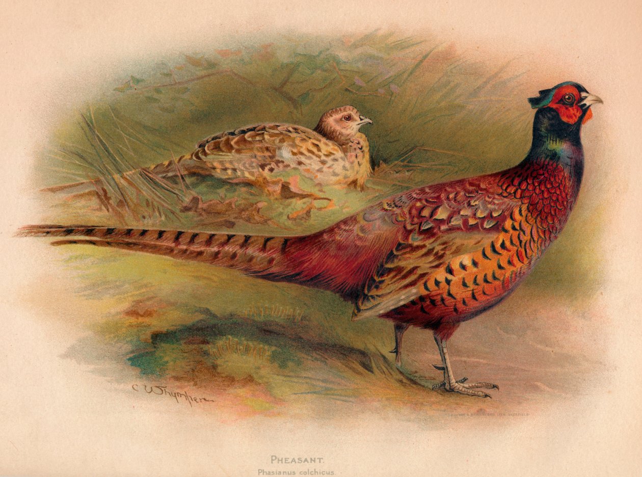 Fasan Phasianus colchicus, 1900, 1900 av Charles Whymper