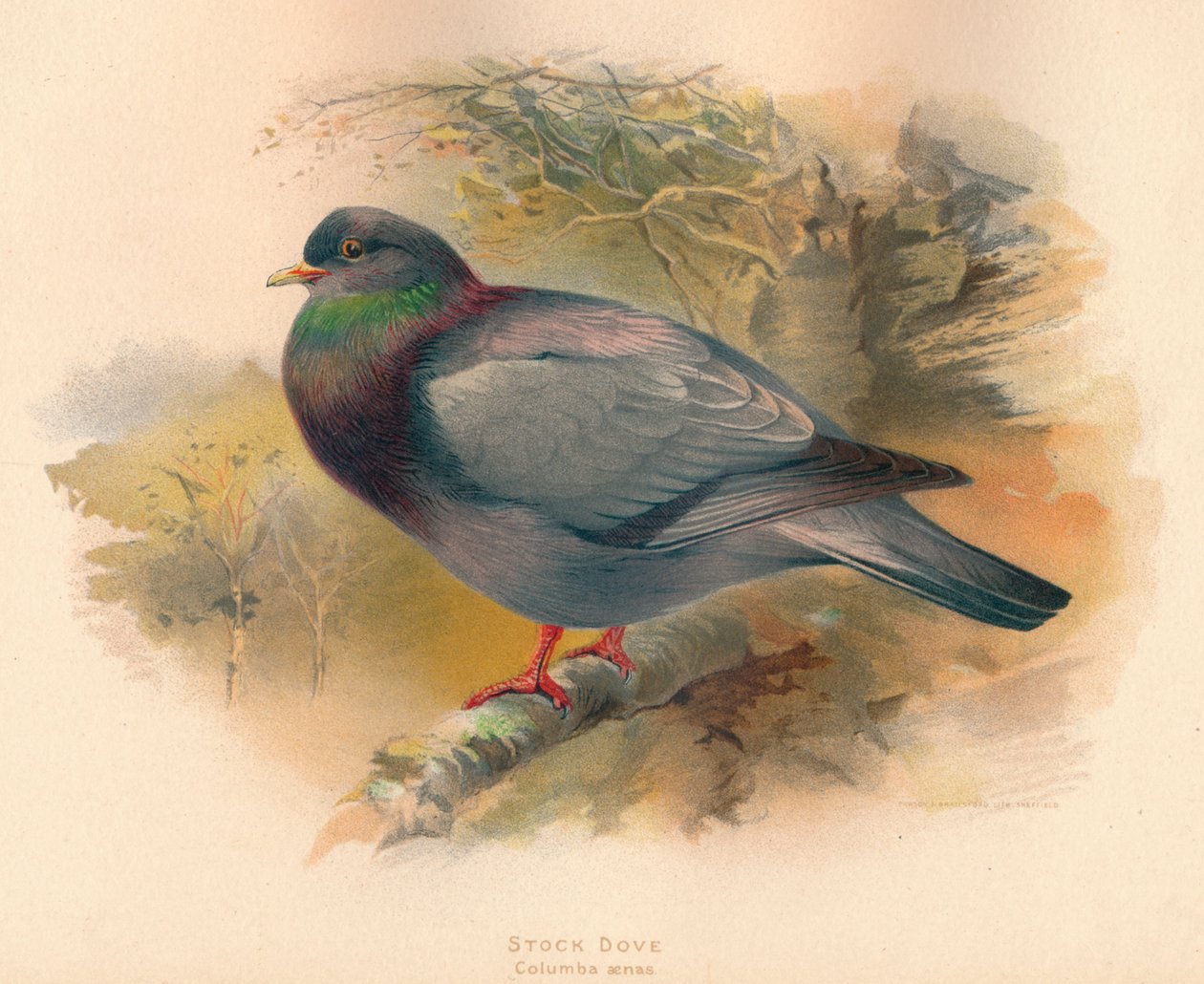 Stock Dove Columba aenas, 1900, 1900 av Charles Whymper