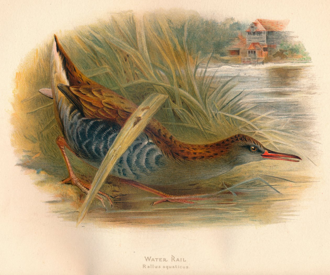 Vannskinne Rallus aquaticus, 1900, 1900 av Charles Whymper