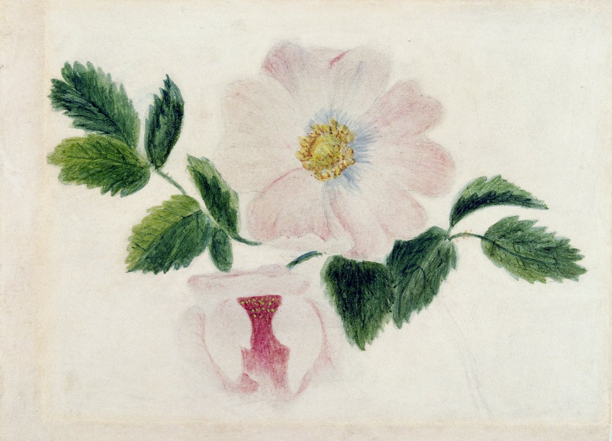 Rosa roser (wc på papir) av Charlotte Bronte