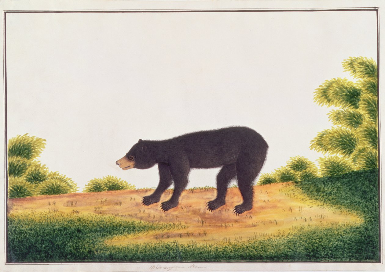 Bjørn, Broo-ang, fra Tegninger av dyr, insekter og reptiler fra Malacca, ca. 1805-18 (wc og gouache på papir) av Chinese School