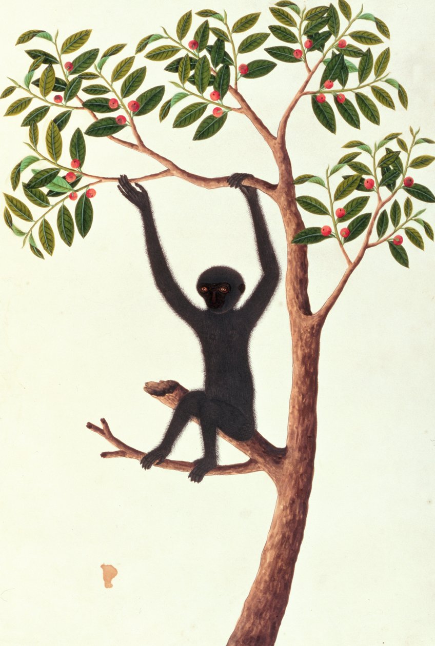 Black Long Armed Ape, Ongka Pitam, fra tegninger av dyr, insekter og reptiler fra Malacca, ca. 1805-18 (wc og gouache på papir) av Chinese School