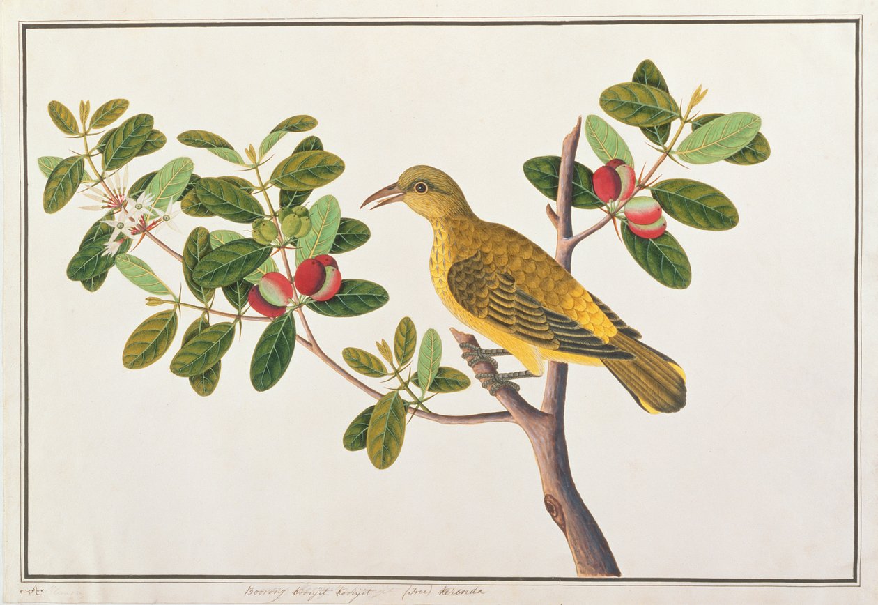 Black-naped Oriole, fra Drawings of Birds from Malacca, ca. 1805-18 (wc på papir) av Chinese School