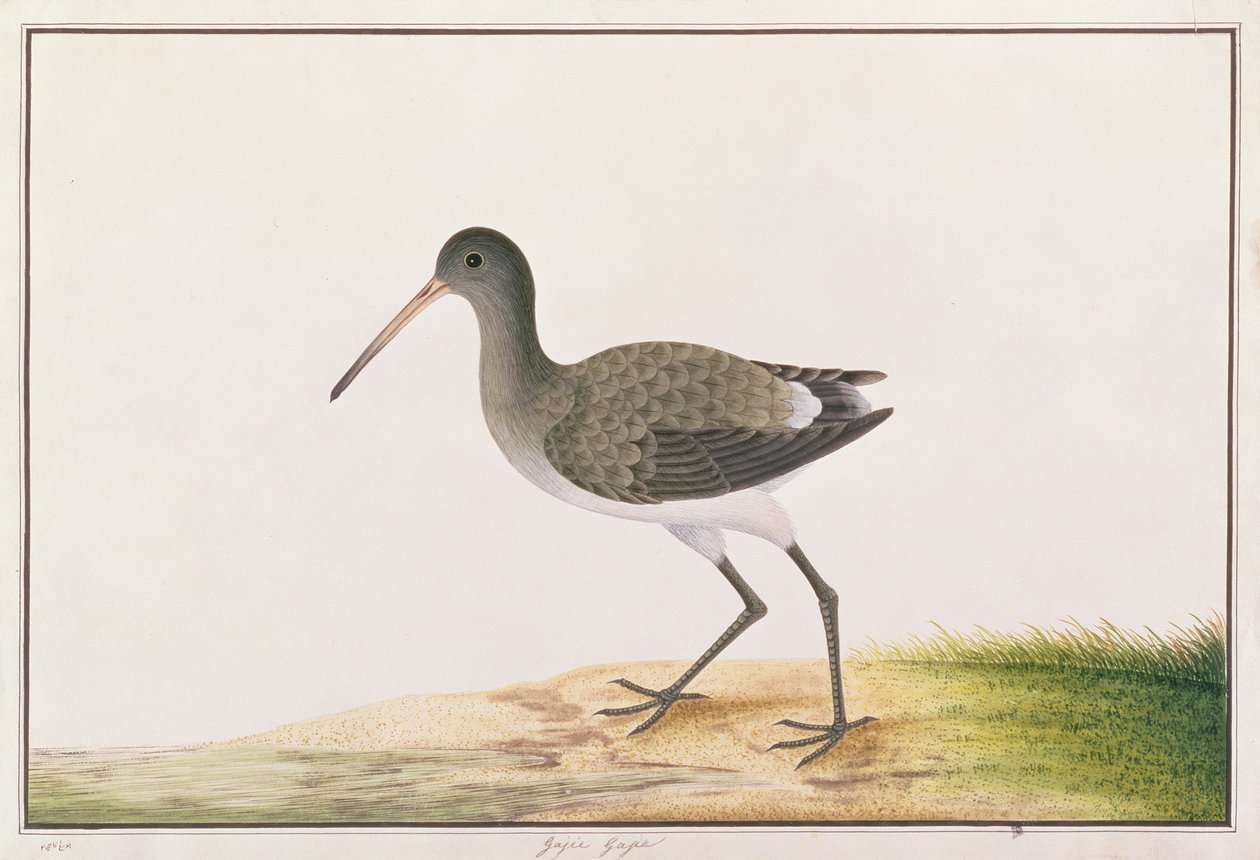 Svarthalespove, fra Tegninger av fugler fra Malacca, ca. 1805-18 (wc på papir) av Chinese School