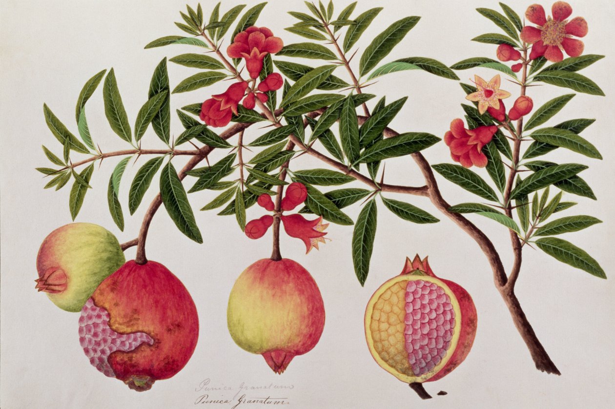Bua Klitchie eller Caesalpinia bonducella, fra Drawings of Plants from Malacca, ca. 1805-18 (wc på papir) av Chinese School