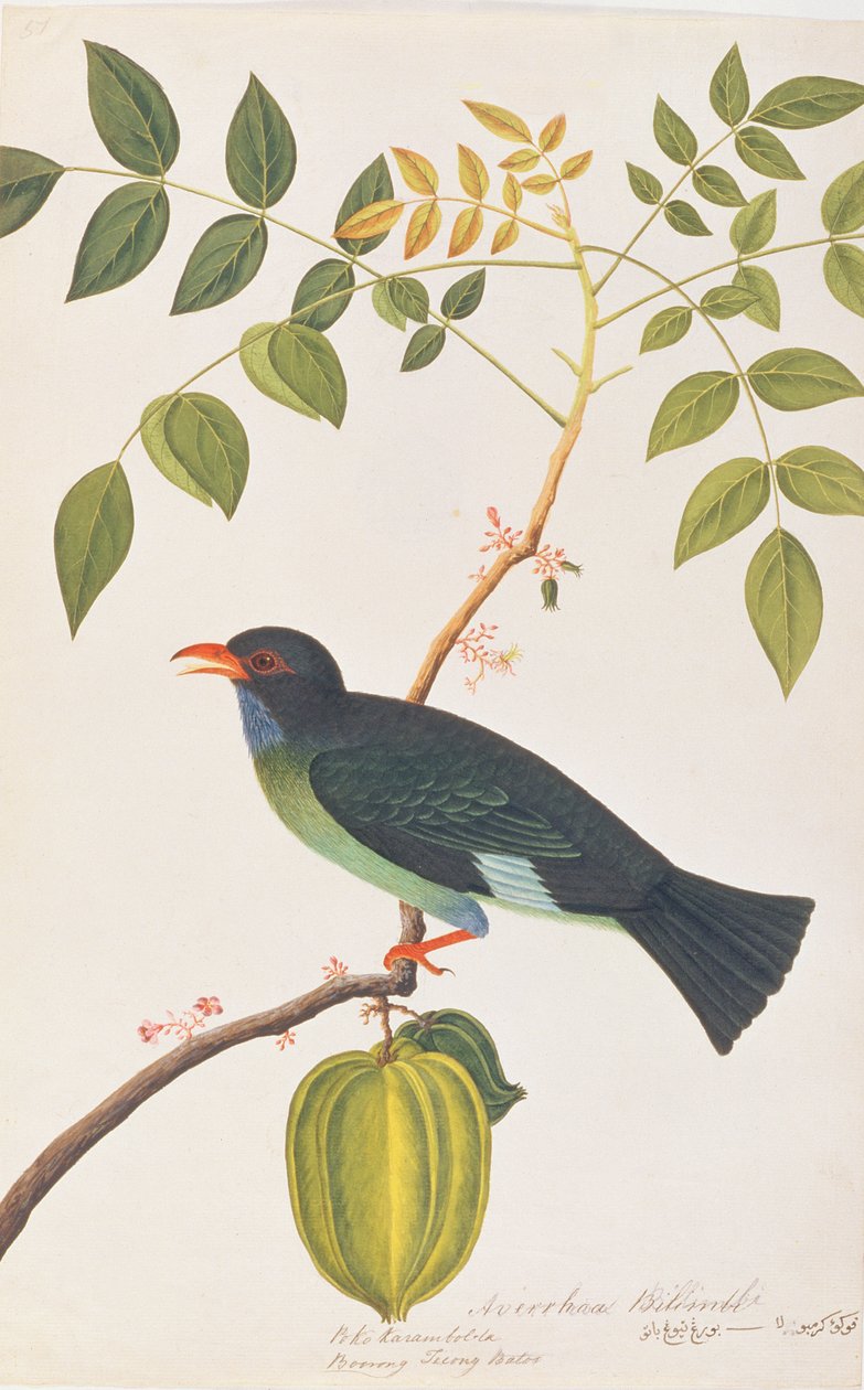 Dollarbird, fra Drawings of Birds from Malacca, ca. 1805-18 (wc på papir) av Chinese School