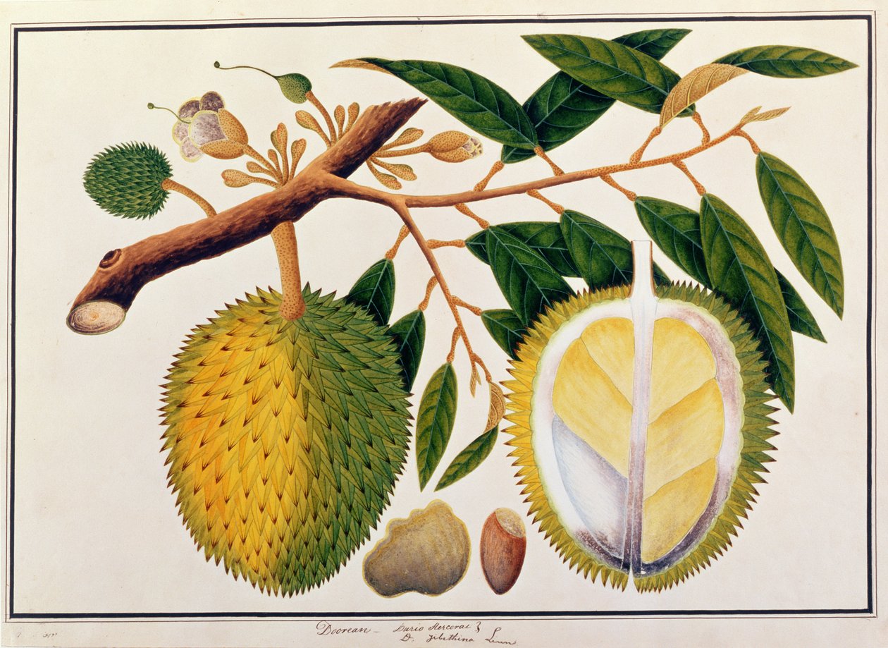 Doorean eller Durio Hercorae, fra Drawings of Plants from Malacca, ca. 1805-18 (wc på papir) av Chinese School