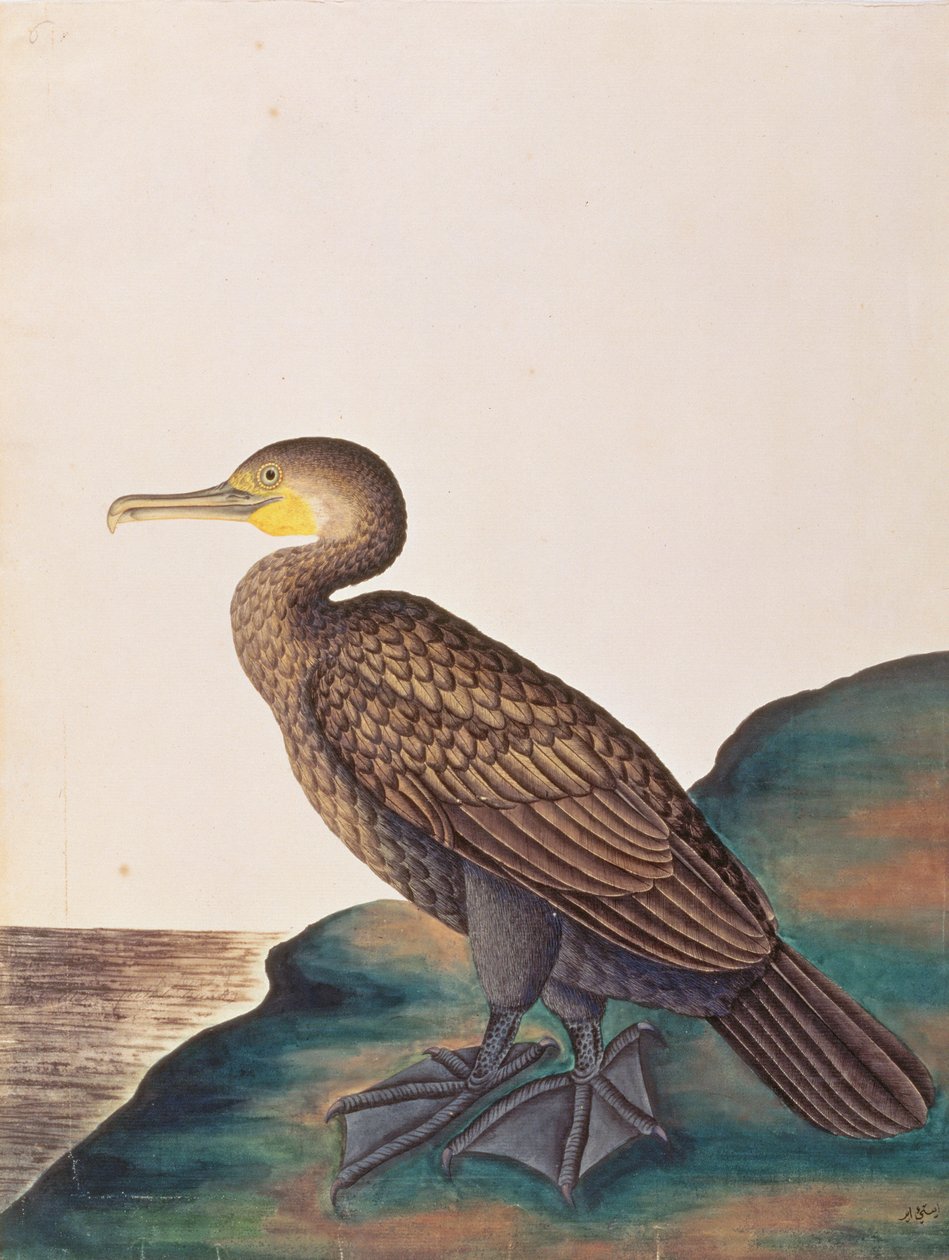Storskarv, fra tegninger av fugler fra Malacca, ca. 1805-18 (wc på papir) av Chinese School
