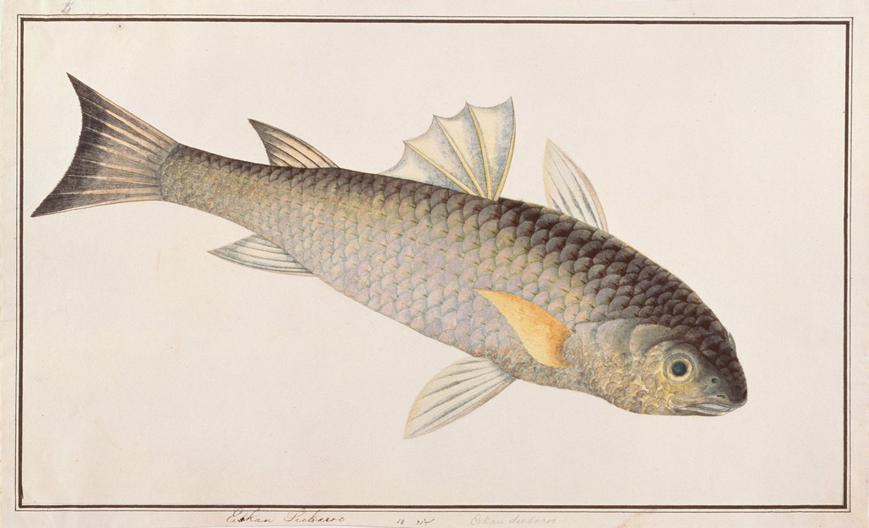 Grey Mullet, fra Drawings of Fishes from Malacca, ca. 1805-18 (wc på papir) av Chinese School