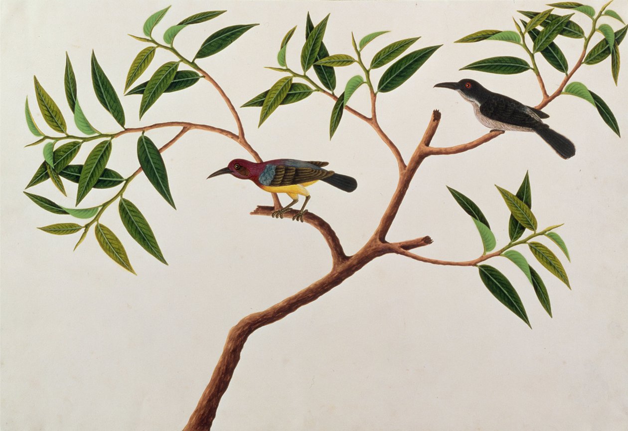 Humming Bird, Boorong cherichap, fra Drawings of Birds from Malacca, ca. 1805-18 (wc på papir) av Chinese School