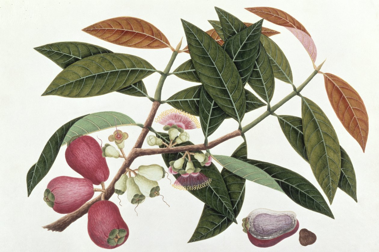 Jamboo Telore mera eller Eugenia Malacceusis, fra Drawings of Plants from Malacca, ca. 1805-18 (wc på papir) av Chinese School