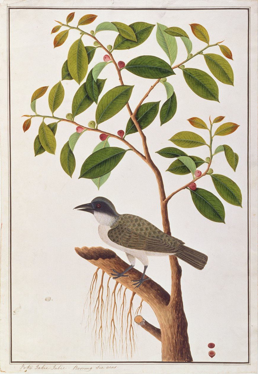 Large Woodshrike, fra Tegninger av fugler fra Malacca, ca. 1805-18 (wc på papir) av Chinese School