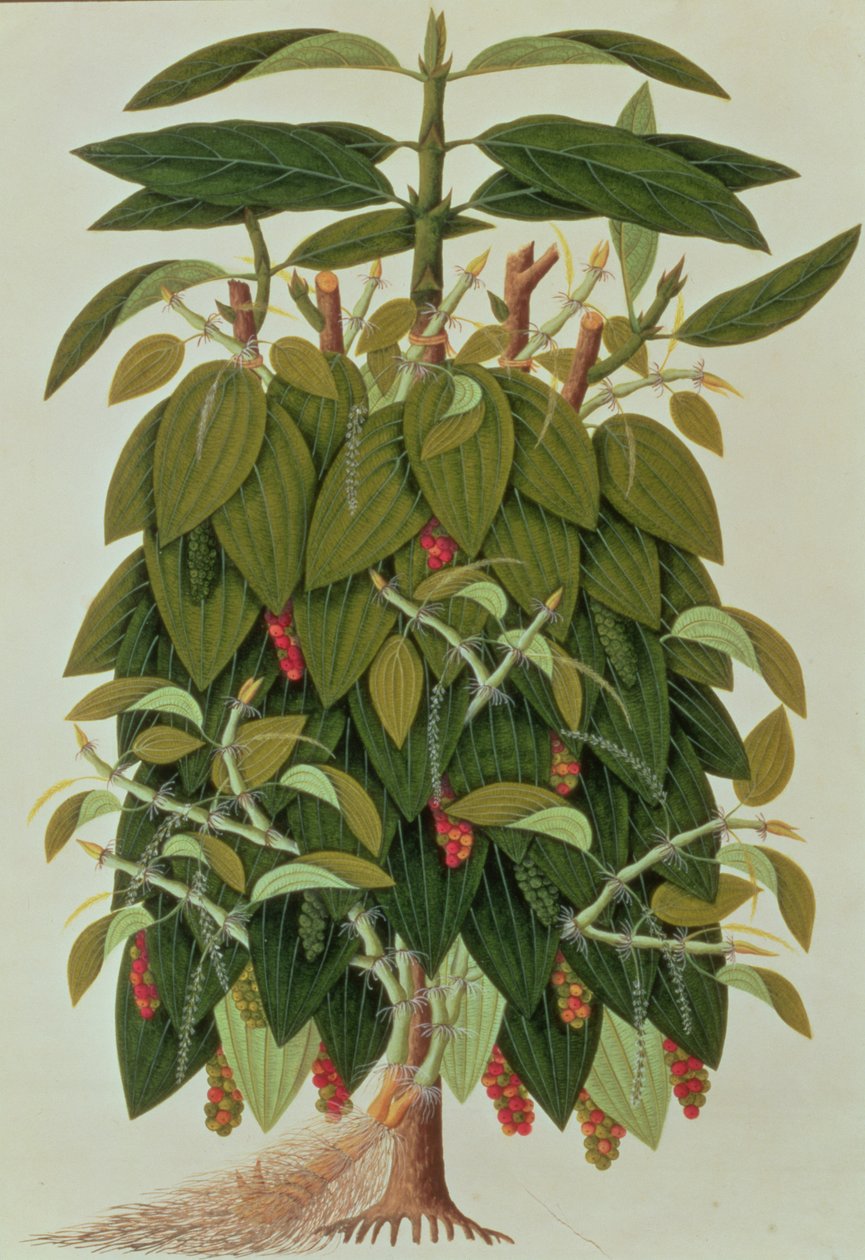 Lava Etam eller svart pepper, fra tegninger av planter fra Malacca, ca. 1805-18 (wc på papir) av Chinese School