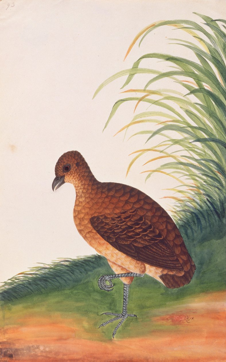 Langnebben rapphøne, fra Tegninger av fugler fra Malacca, ca. 1805-18 (wc på papir) av Chinese School