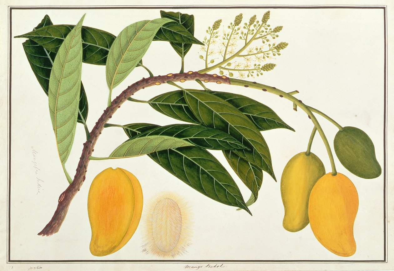 Mango Bodol, fra Drawings of Plants from Malacca, ca. 1805-18 (wc på papir) av Chinese School