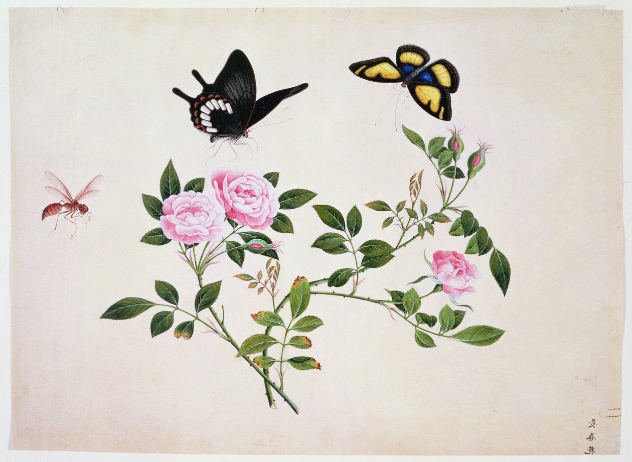 PD.273-1973 Roser i knopp og blomst med sommerfugler og insekter (gouache) av Chinese School