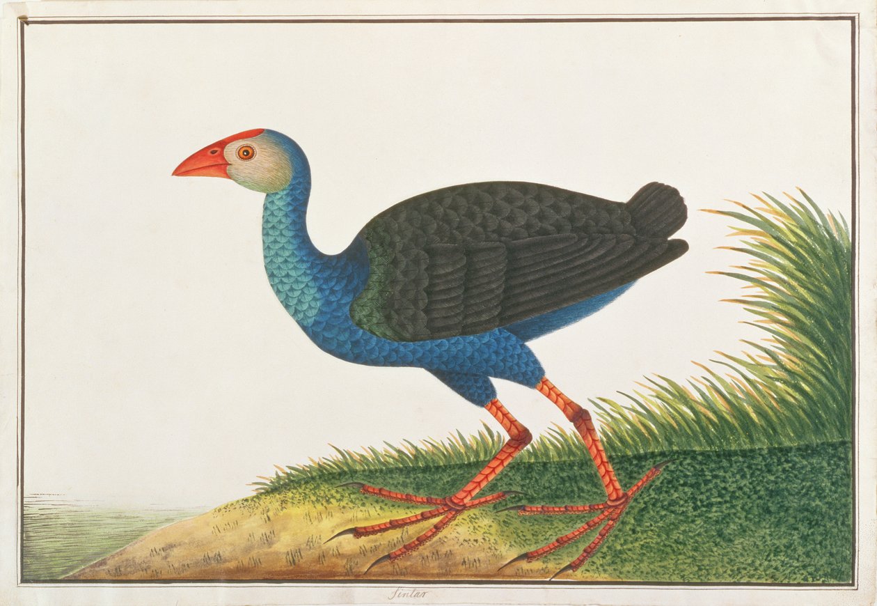 Purple Swamphen, fra Drawings of Birds from Malacca, ca. 1805-18 (wc på papir) av Chinese School