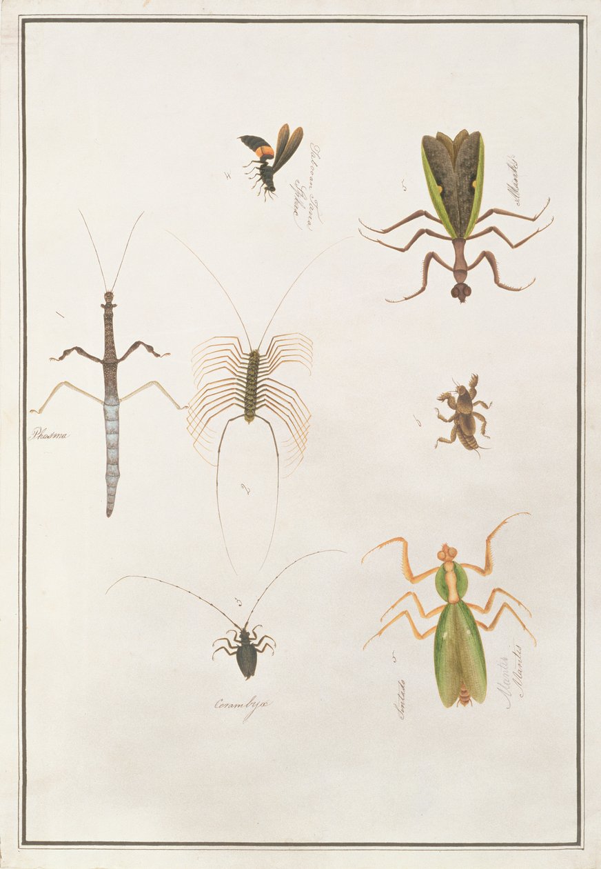 Seks leddyr, fra tegninger av dyr, insekter og reptiler fra Malacca, ca. 1805-18 (wc og gouache på papir) av Chinese School