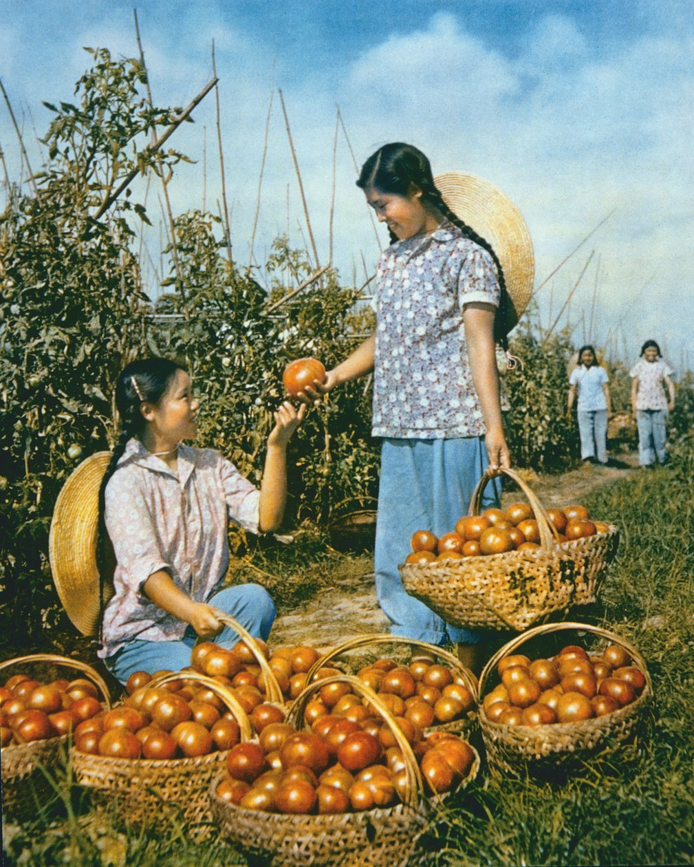 Kinesisk matproduksjon: modne tomater av Chinese Photographer