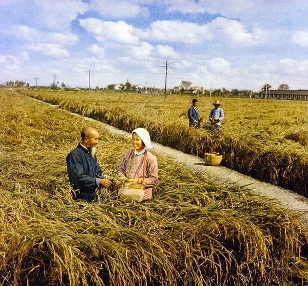 Joy of a bumper harvest, Communist China   1326680   no       norwegian Successfully Translated  Original: Straw Flowers and Bittersweet Translat: Straw Flowers and Bittersweet 1417488 no norwegian Successfully Translated Original: Türkisches Kaffeehaus in av Chinese Photographer