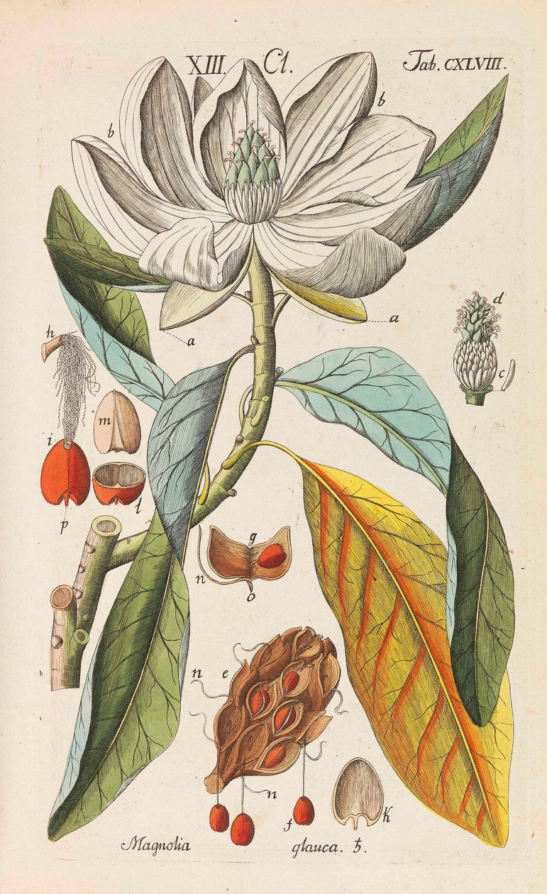 Botanisk håndbok, 1808. av Christian Schkuhr