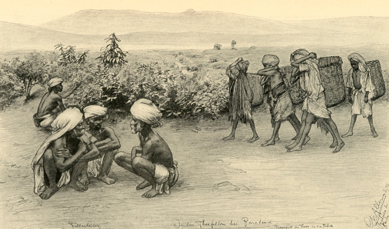 Teplukkere, Peradeniya, Ceylon, 1898. av Christian Wilhelm Allers