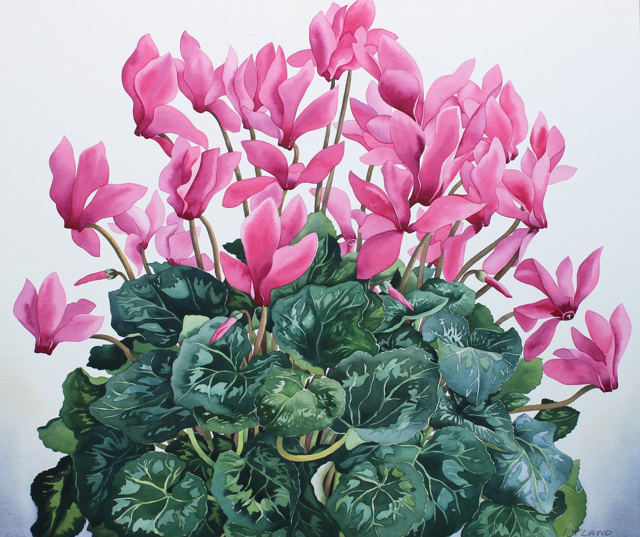 Cyclamen-portrett av Christopher Ryland