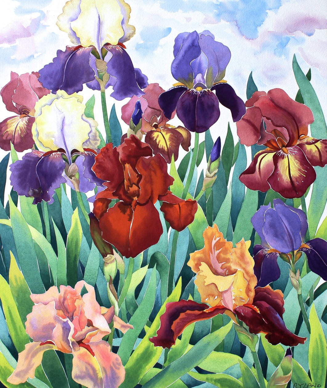 Glemsford Irises av Christopher Ryland