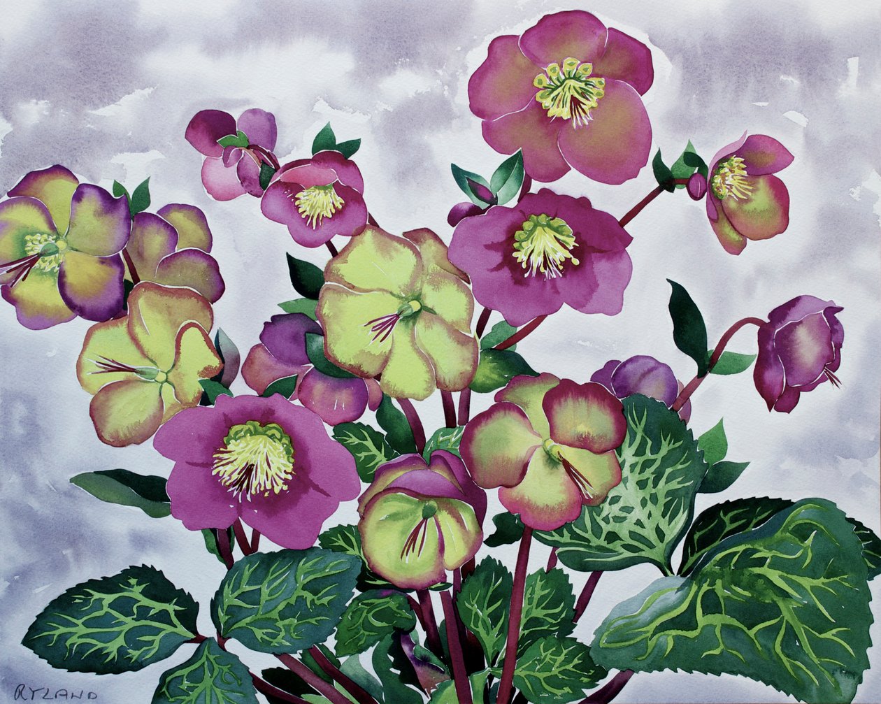 Helleborus (2) av Christopher Ryland