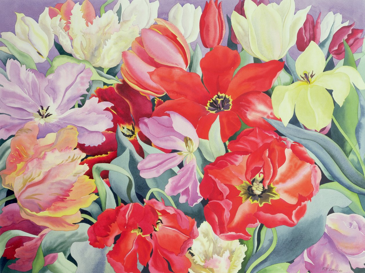 Massed Tulips, 2003 (wc på papir) av Christopher Ryland