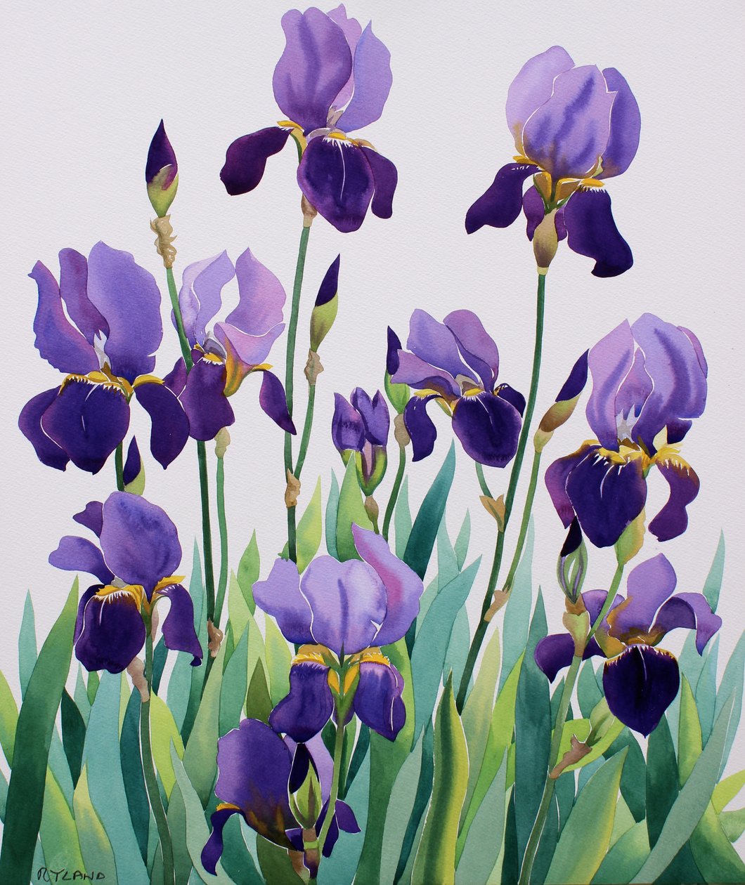 Lilla iris av Christopher Ryland