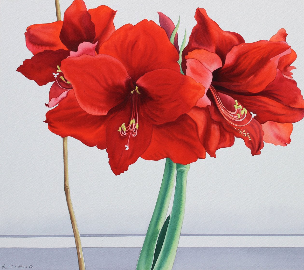 Rød amaryllis (akvarell på papir) av Christopher Ryland